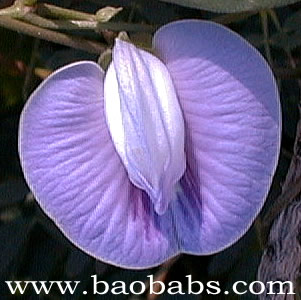 Centrosema virginianum